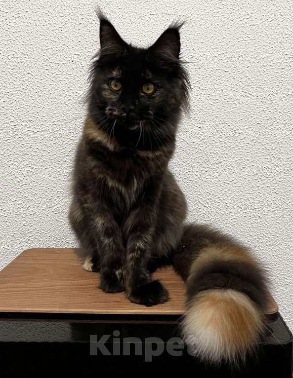 Кошки в Пятигорске: Питомник Affectionate miracle  Девочка, Бесплатно - фото 3