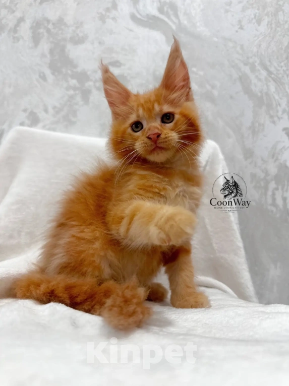 Кошки в Екатеринбурге: Котята Мейн-Кун Девочка, 30 000 руб. - фото 1