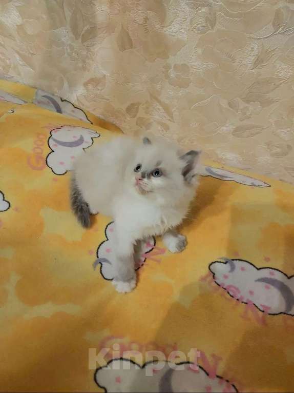 Кошки в Москве: Чуденейшая девочка Рэгдолл Девочка, 65 000 руб. - фото 2