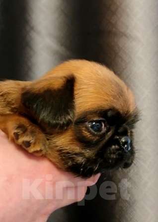 Собаки в Москве: пти брабансон - рыжий малыш Мальчик, 45 000 руб. - фото 1