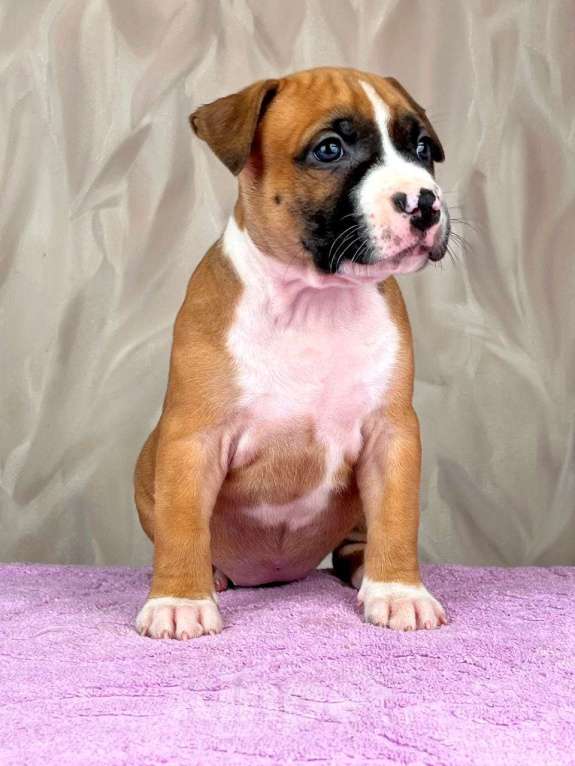 Собаки в Москве: Крутая девочка амстаффа  Девочка, 80 000 руб. - фото 7