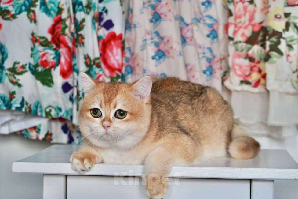 Кошки в Москве: Британский мальчик Равиоли Мальчик, 55 000 руб. - фото 5