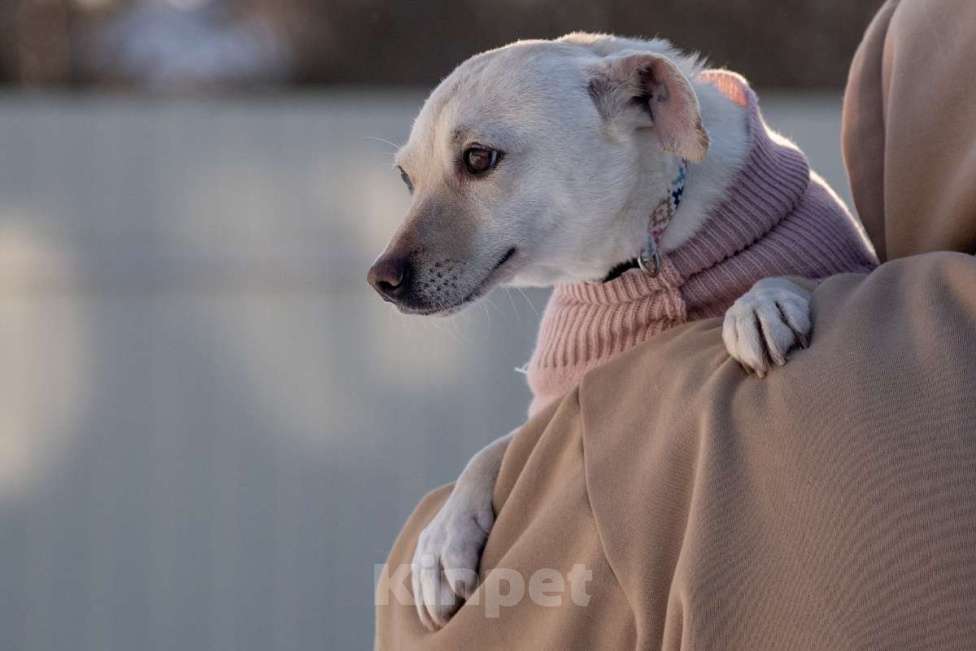 Собаки в Москве: Небольшая собачка Луна ищет дом! Девочка, Бесплатно - фото 7