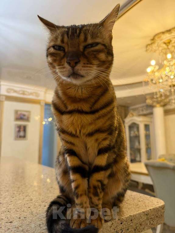 Кошки в Екатеринбурге: Потерялась кошка Девочка, 30 000 руб. - фото 2