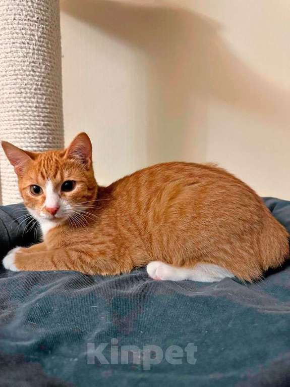 Кошки в Москве: Маленькая дачная сирота ищет дом и человека Девочка, 10 руб. - фото 8