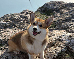 Собаки в Севастополе: Вязка собак Вельш Корги Пемброк Мальчик, 1 руб. - фото 4