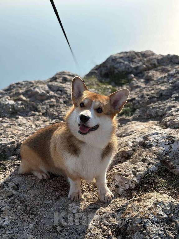 Собаки в Севастополе: Вязка собак Вельш Корги Пемброк Мальчик, 1 руб. - фото 4