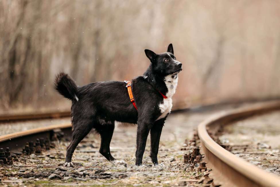 Собаки в Москве: Джейкоб ищет дом. Котопёс с самым добрым сердцем Мальчик, Бесплатно - фото 2