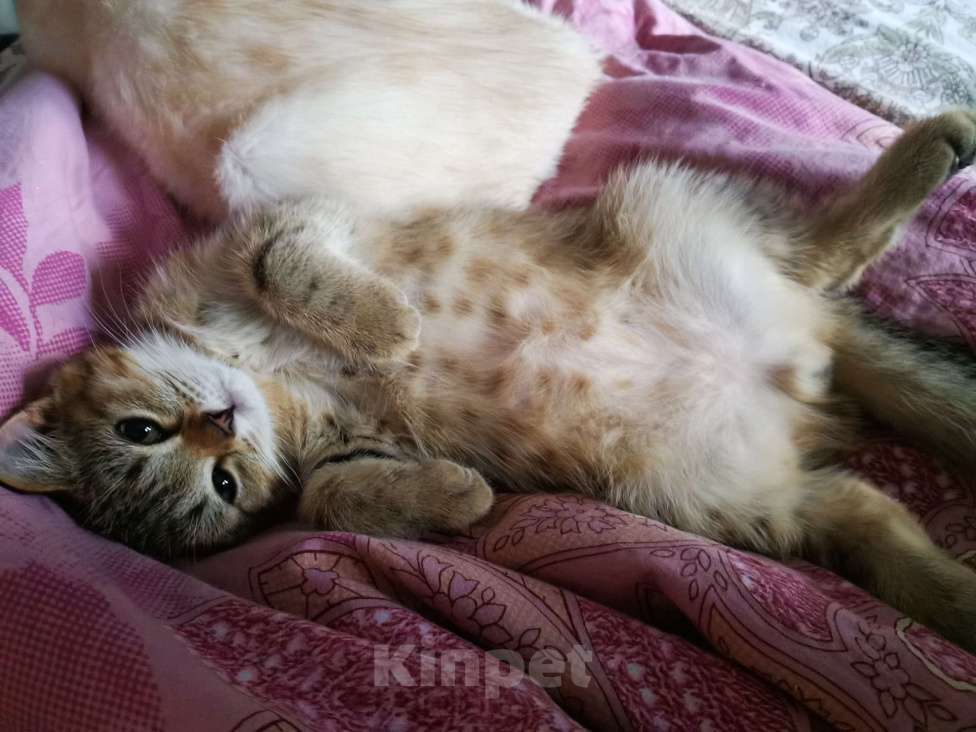 Кошки в Мытищах: Британские котята  Мальчик, 10 000 руб. - фото 2