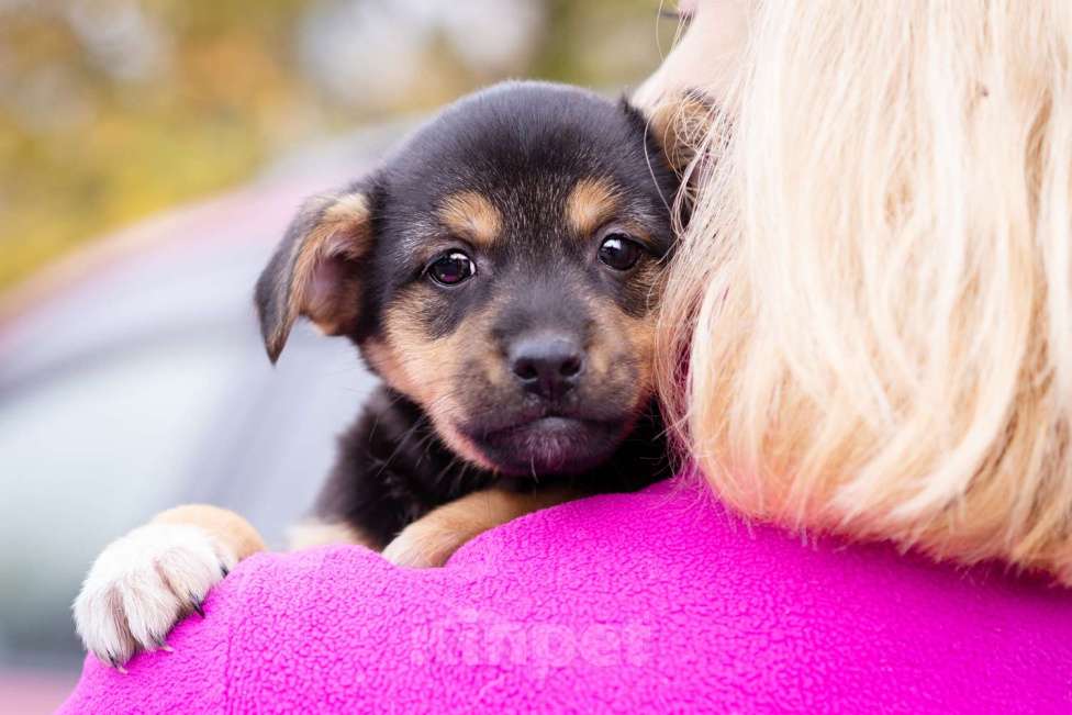 Собаки в Москве: Миниатюрный щенок в добрые руки Девочка, Бесплатно - фото 10