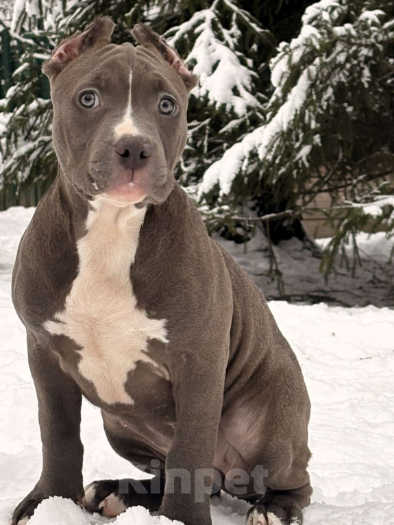 Собаки в других городах Московской области: Американский булли Девочка 1 Девочка, 200 000 руб. - фото 2