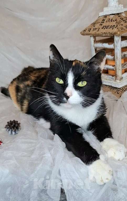 Кошки в Москве: Трехцветная кошка в добрые руки  Девочка, Бесплатно - фото 7