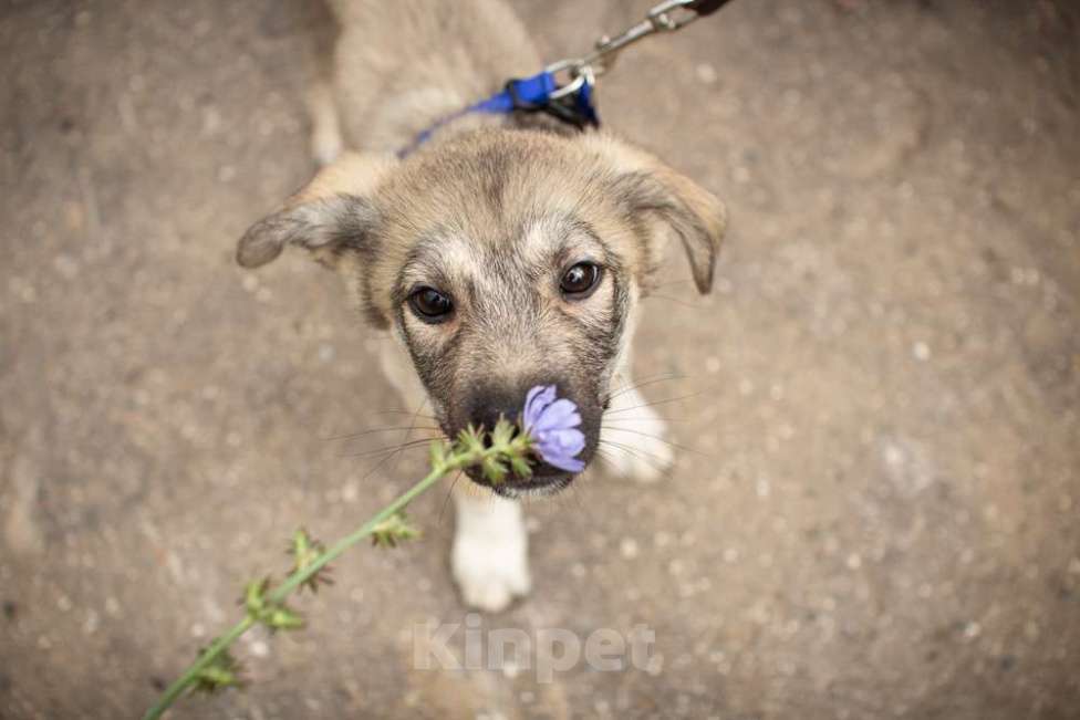 Собаки в Москве: Очаровательный щенок Чип в добрые руки Мальчик, Бесплатно - фото 3
