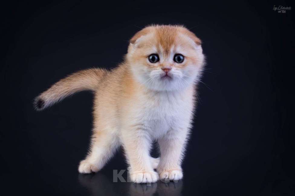 Кошки в Петрозаводске: Шотландская висоухая золотая шиншилла  Девочка, 60 000 руб. - фото 4