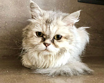 Кошки в Москве: Роскошная светло-серебристая кошечка Бавария ищет дом. Мальчик, Бесплатно - фото 1