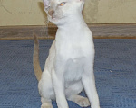 Кошки в Краснодаре: Ориентальный котенок Девочка, 15 000 руб. - фото 5