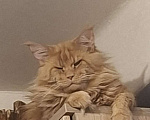 Кошки в Санкт-Петербурге: Котёнок Мейн Кун Мальчик, Бесплатно - фото 4