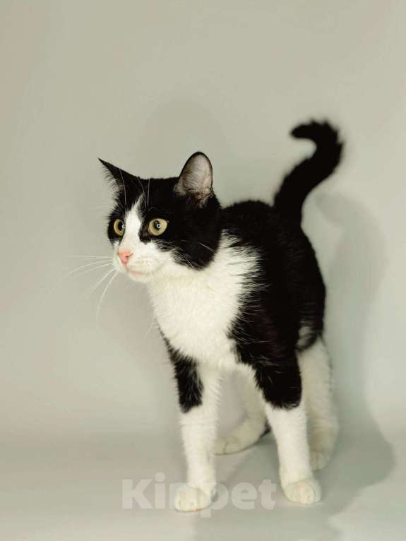 Кошки в Балашихе: Снич Мальчик, Бесплатно - фото 3