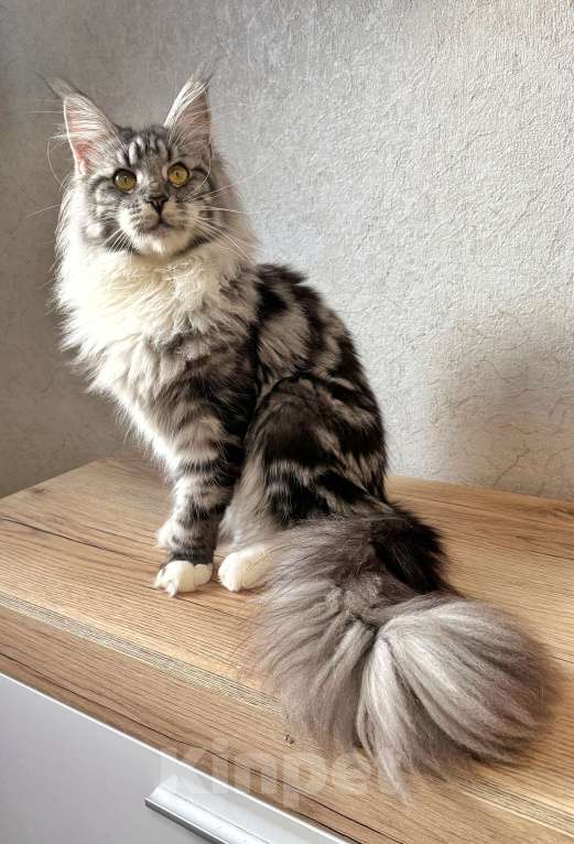 Кошки в Краснодаре: Котенок, приносящий счастье 💝 Девочка, 47 000 руб. - фото 7