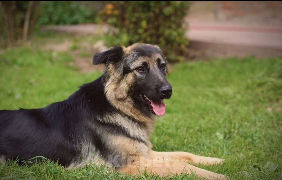 Собаки в других городах Московской области: Красивая и добрая собачка в добрые руки бесплатно Девочка, Бесплатно - фото 2