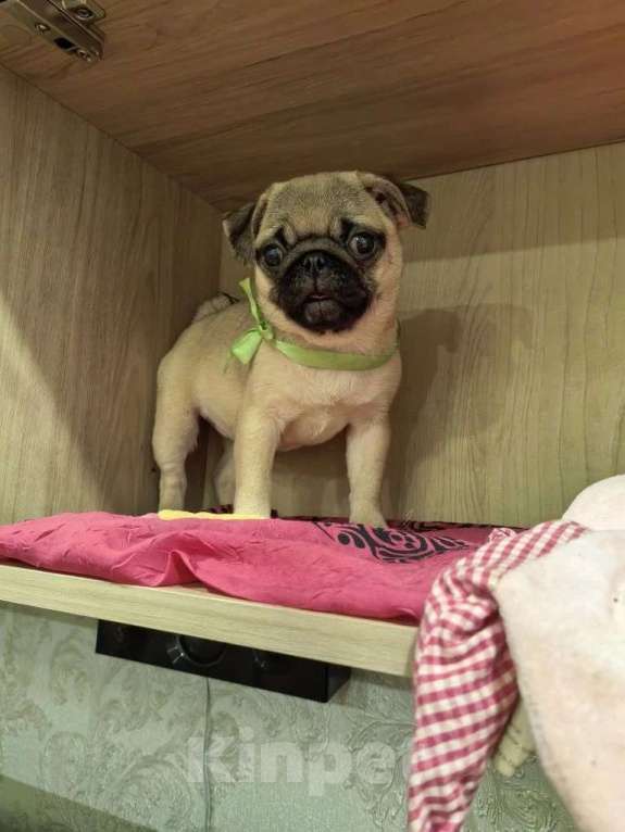 Собаки в Южном-Сахалинске: Мопсята милые девчата Девочка, 55 000 руб. - фото 2