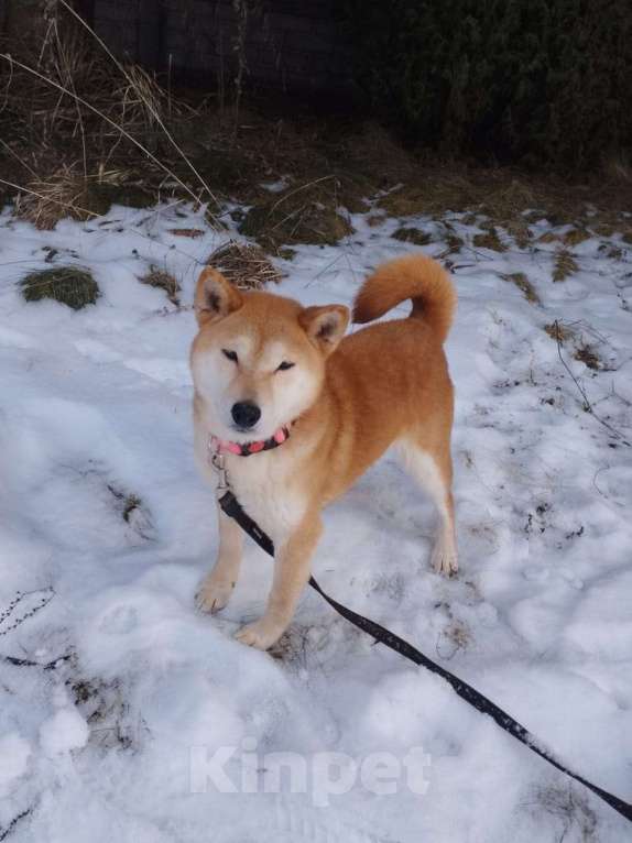 Собаки в Москве: Девочка-сиба в добрые руки Девочка, Бесплатно - фото 9