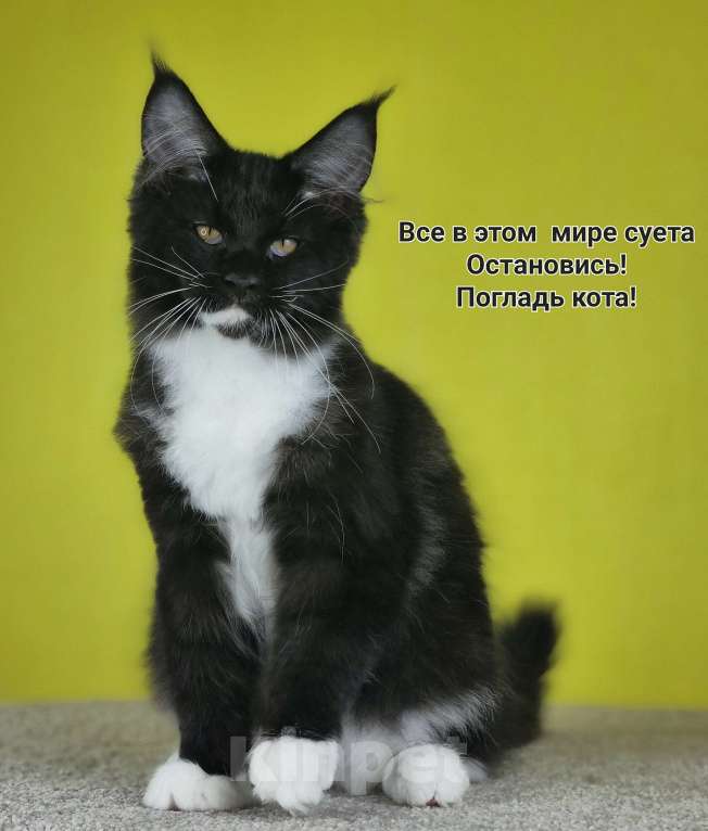 Кошки в Москве: Мейн кун Москва Мальчик, 40 000 руб. - фото 1