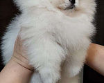 Собаки в Ставрополе: Померанский Шпиц, щенок Мальчик, 80 000 руб. - фото 2