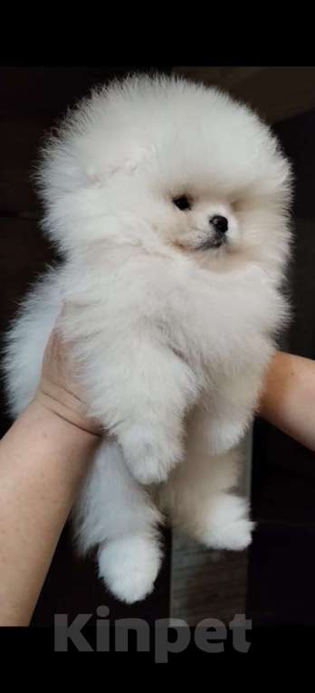 Собаки в Ставрополе: Померанский Шпиц, щенок Мальчик, 80 000 руб. - фото 2