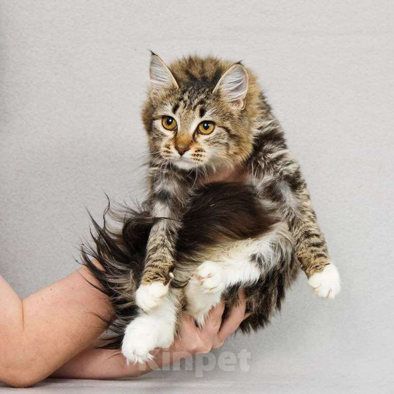 Кошки в Москве: котенок Бурка ищет дом Девочка, Бесплатно - фото 5