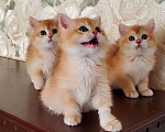 Кошки в Омске: Великолепные котята золотого окраса Мальчик, Бесплатно - фото 2