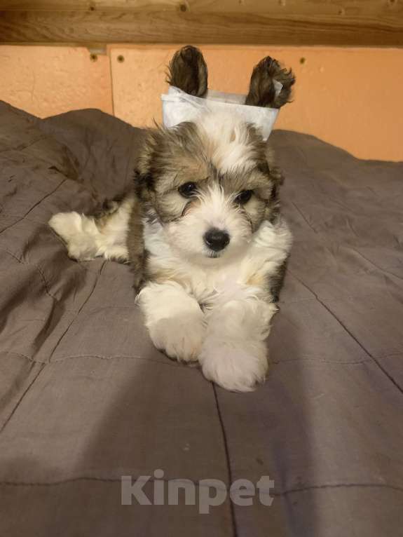 Собаки в Санкт-Петербурге: Щенки китайской хохлатой собаки Разнополые, Бесплатно - фото 5