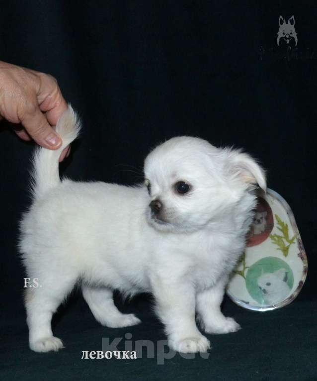 Собаки в Санкт-Петербурге: девочка чихуахуа Девочка, 40 000 руб. - фото 3