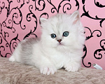 Кошки в Нижнем Новгороде: Шотландская серебристая трехцветная Девочка, 25 000 руб. - фото 5