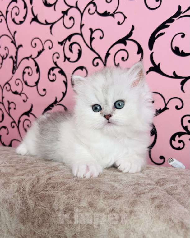 Кошки в Нижнем Новгороде: Шотландская серебристая трехцветная Девочка, 25 000 руб. - фото 5