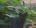Кошки в Воронеже: Котята в добрые руки Мальчик, Бесплатно - фото 2