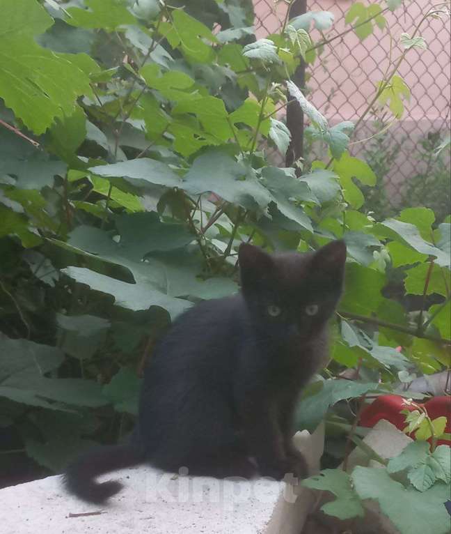 Кошки в Воронеже: Котята в добрые руки Мальчик, Бесплатно - фото 2