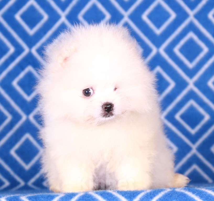 Собаки в Москве: мальтипом девочка Девочка, 15 000 руб. - фото 2