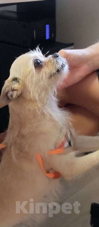 Собаки в Москве: Найдена собака Девочка, Бесплатно - фото 5