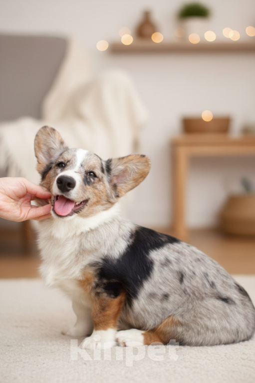 Собаки в Ростове-на-Дону: Корги мраморный мальчик Мальчик, 35 000 руб. - фото 1