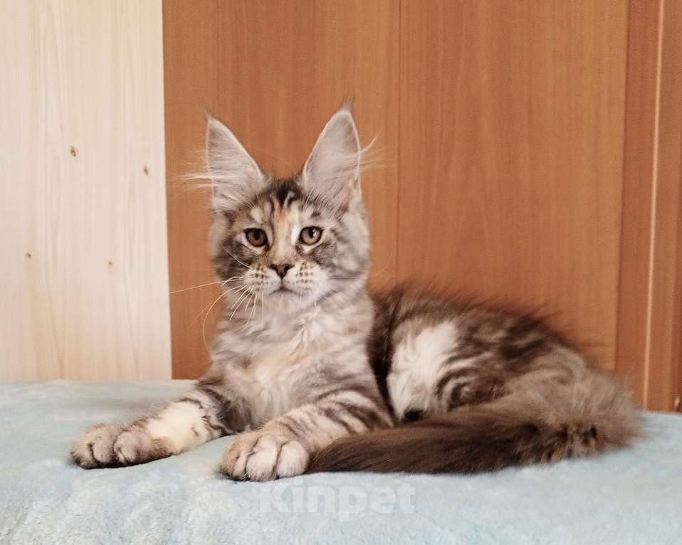 Кошки в Владимире: Мейн-кун кошечка - серебристая черепашка Девочка, 50 000 руб. - фото 1