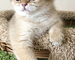 Кошки в Ковровом: Котёнок британской золотой шиншиллы  Мальчик, 50 000 руб. - фото 9
