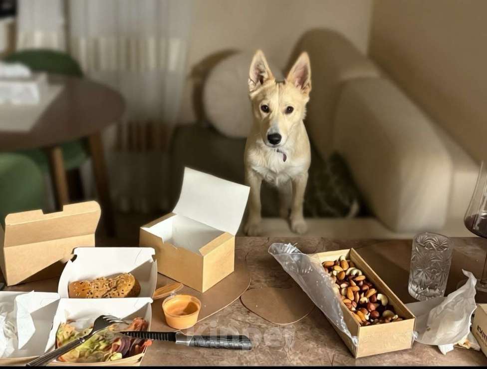 Собаки в Москве: Щенок Бади ищет дом Мальчик, Бесплатно - фото 6