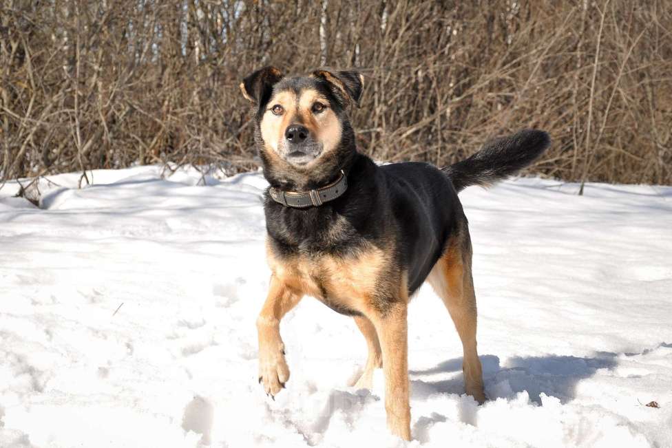 Собаки в Ногинске: Алтай -домашний пёс после гибели хозяина попал в приют Девочка, Бесплатно - фото 2