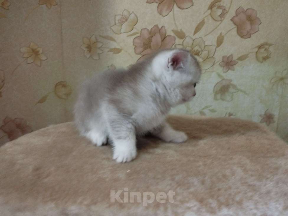 Кошки в Ростове-на-Дону: Девочка Девочка, 3 500 руб. - фото 2