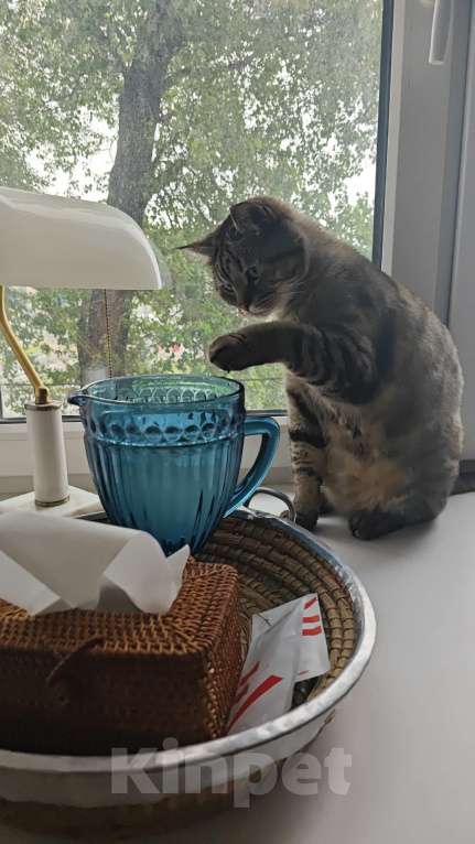 Кошки в Москве: Знакомьтесь, это Саня!  Мальчик, Бесплатно - фото 5