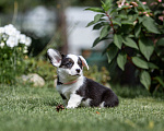 Собаки в Москве: Щенок вельш корги кардиган Девочка, 60 000 руб. - фото 9