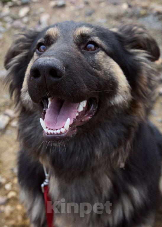 Собаки в Дмитрове: Яшма Девочка, Бесплатно - фото 3