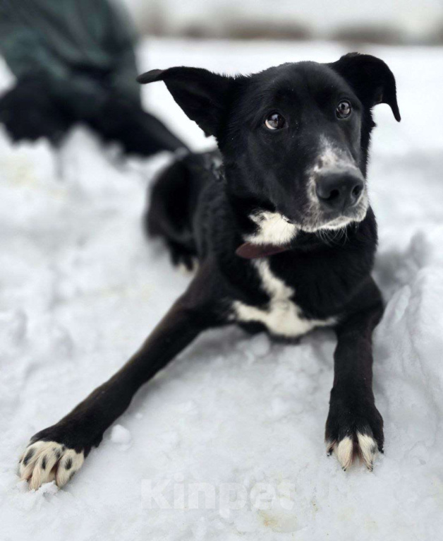 Собаки в Королеве: Разрешите представить красавчика Добби! Мальчик, Бесплатно - фото 4