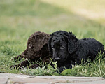 Собаки в Вологде: Щенки курчавошерстного ретривера Мальчик, Бесплатно - фото 3